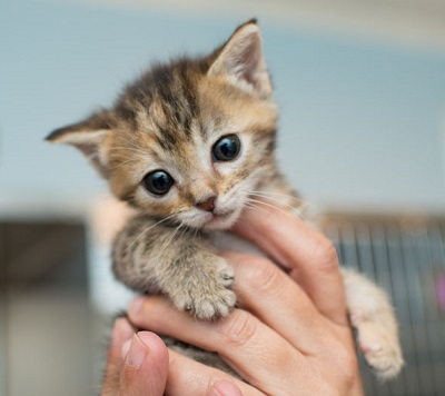 kitten